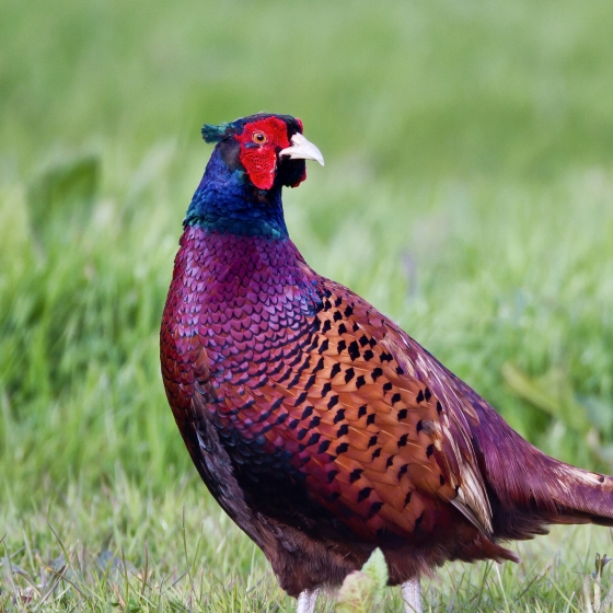 Pheasant BTO British Trust for Ornithology